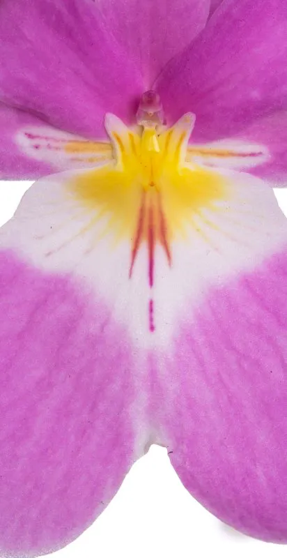 Nombre cientfico: Miltoniopsis vexillaria // Clima: medio 