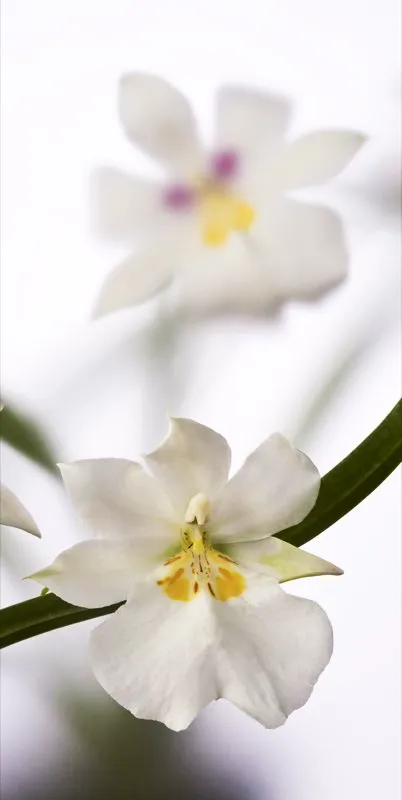 Nombre cientfico: Miltoniopsis roezlii var. alba // Clima: clido 
