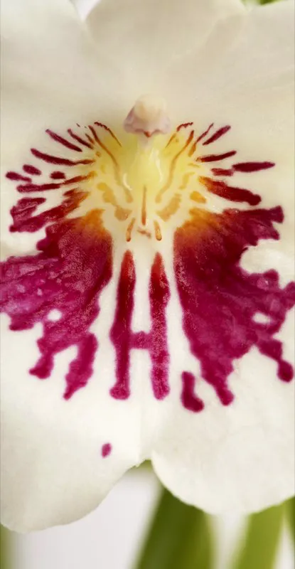 Nombre cientfico: Miltoniopsis phalaenopsis // Clima: clido, medio 