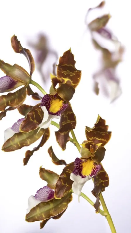 Nombre cientfico: Odontoglossum harryanum // Clima: fro 