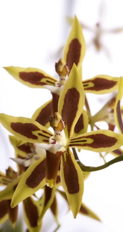 Nombre cientfico: Odontoglossum mirandum // Clima: fro 