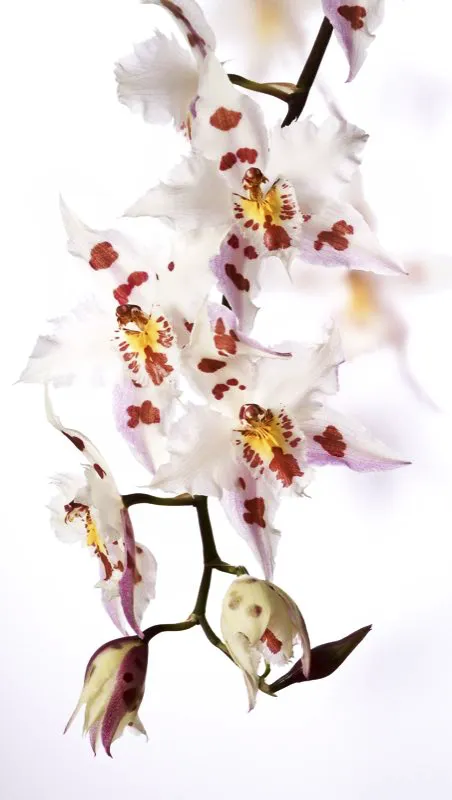 Nombre cientfico: Odontoglossum crispum // Clima: fro 