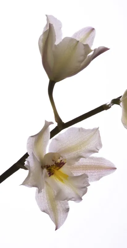 Nombre cientfico: Odontoglossum nobile // Clima: fro 