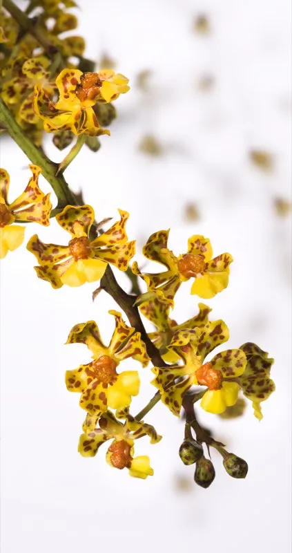 Nombre científico: Oncidium nanum // Clima: cálido