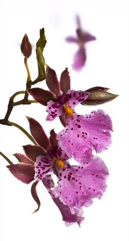 Nombre científico: Oncidium olivaceum // Clima: frío
