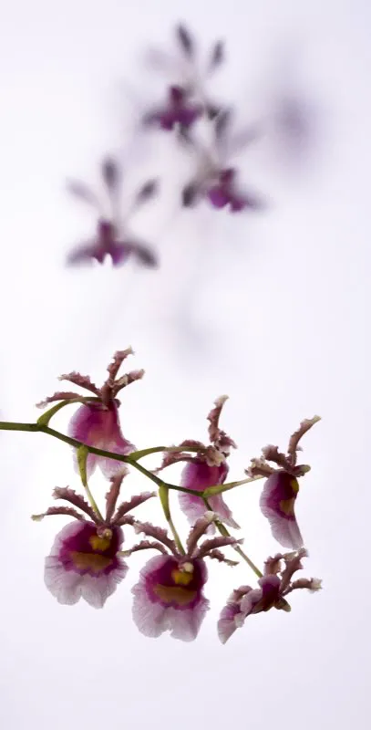 Nombre científico: Oncidium fuscatum // Clima: cálido, medio