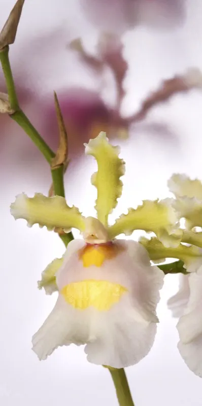 Nombre científico: Oncidium fuscatum // Clima: cálido, medio
