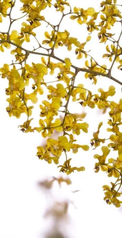 Nombre científico: Oncidium ornithorhynchum // Clima: frío