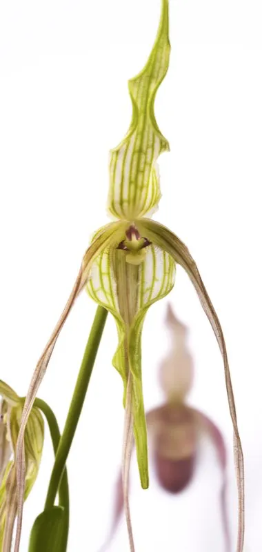 Nombre cientfico: Phragmipedium lindenii // Clima: medio 