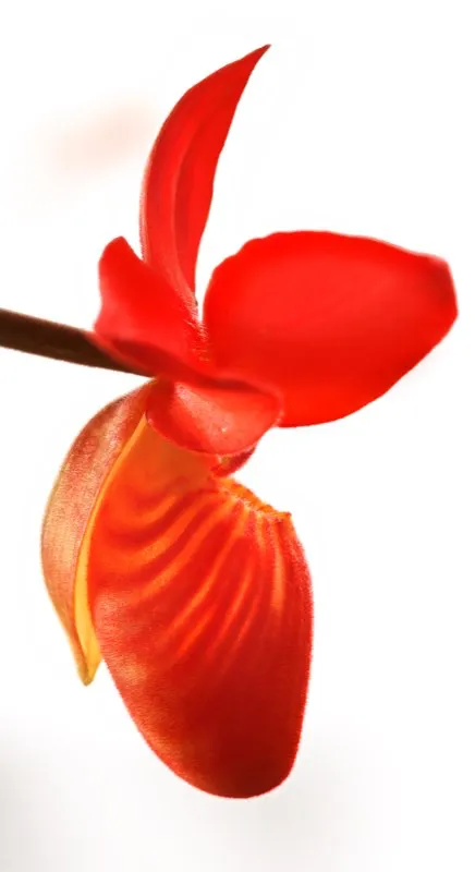 Nombre cientfico: Phragmipedium besseae // Clima: clido, medio 