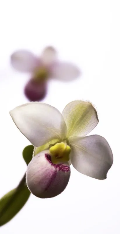 Nombre cientfico: Phragmipedium schlimii // Clima: medio 