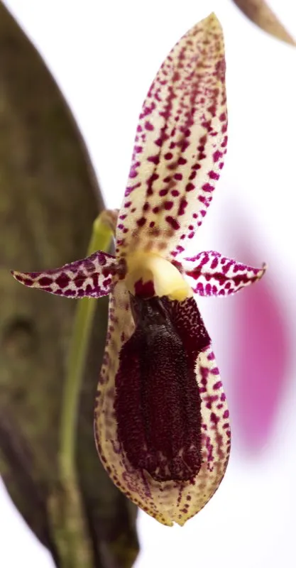 Nombre cientfico: Pleurothallis punctulata // Clima: fro 