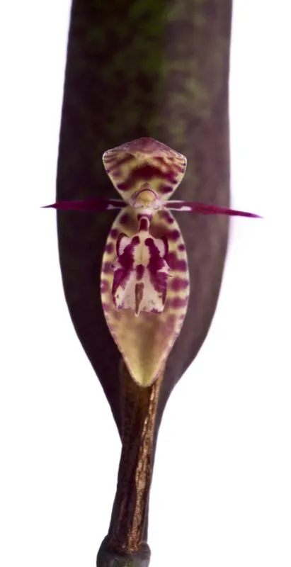 Nombre cientfico: Pleurothallis talpinaria // Clima: fro 