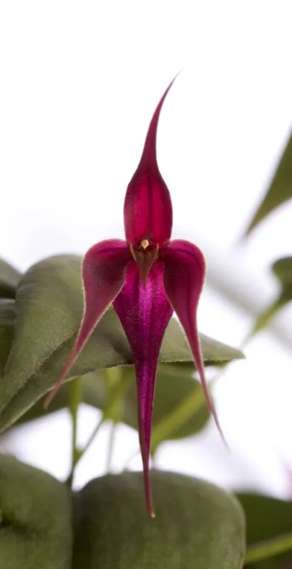 Nombre cientfico: Pleurothallis quadricaudata // Clima: medio 