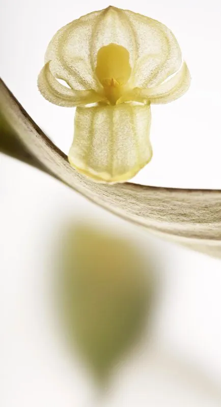 Nombre cientfico: Pleurothallis octavioi // Clima: fro 
