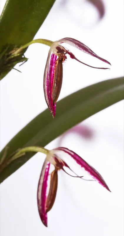 Nombre cientfico: Pleurothallis hemirhoda // Clima: medio 