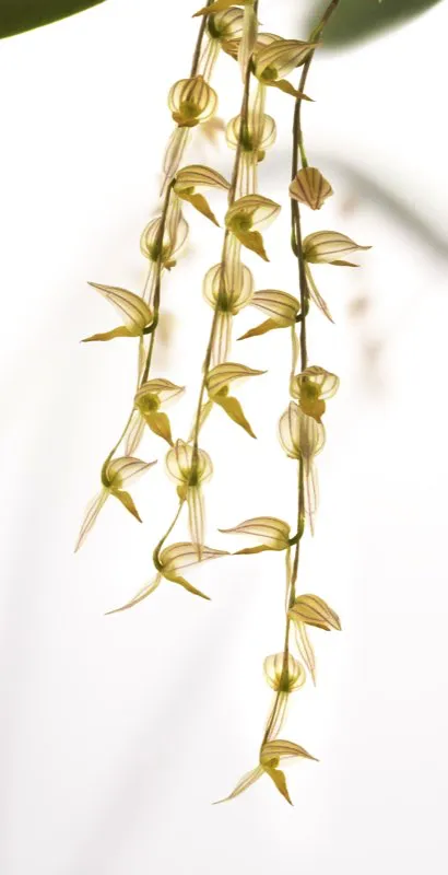 Nombre cientfico: Pleurothallis bicornis // Clima: fro 