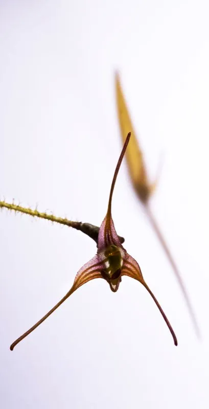 Nombre cientfico: Porroglossum muscosum // Clima: medio, fro 