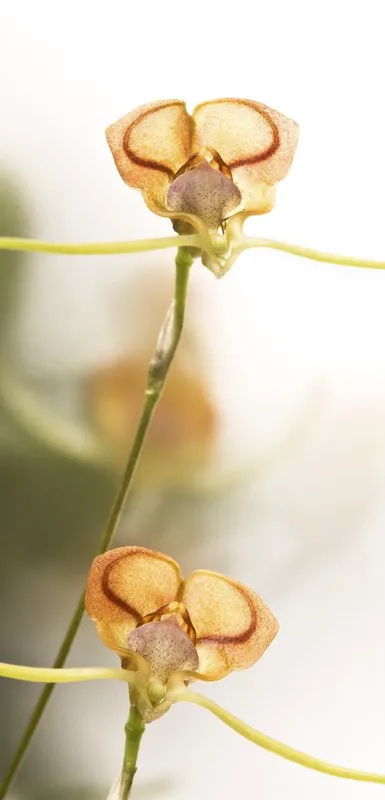 Nombre cientfico: Porroglossum actrix // Clima: medio 