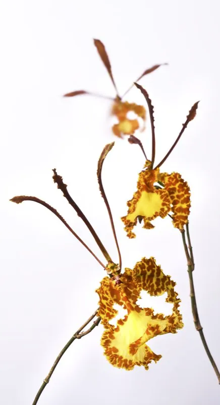 Nombre cientfico: Psychopsis krameriana // Clima: clido 