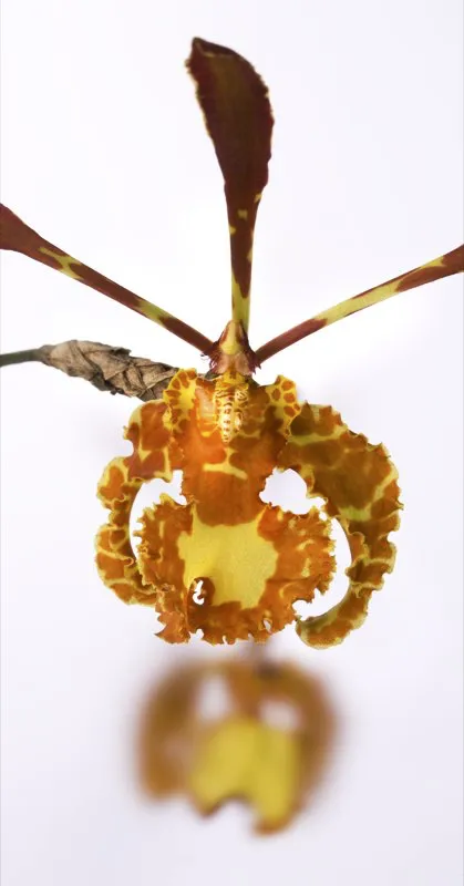 Nombre cientfico: Psychopsis versteegiana // Clima: clido 