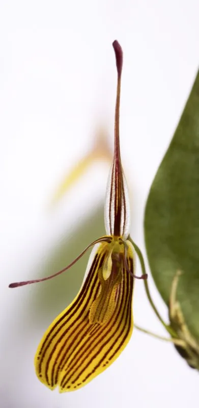 Nombre científico: Restrepia falkenbergii // Clima: medio, frío