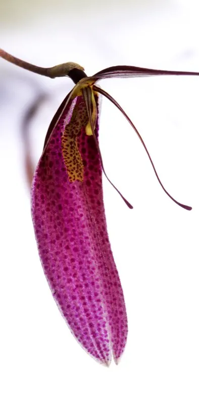 Nombre científico: Restrepia guttulata // Clima: medio, frío
