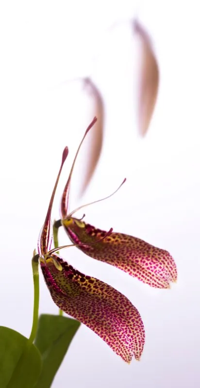 Nombre científico: Restrepia contorta // Clima: medio, frío