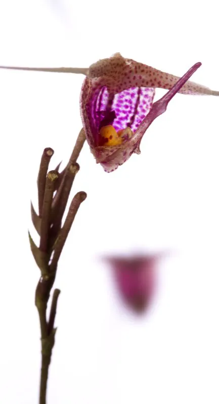 Nombre científico: Scaphosepalum swertiifolium // Clima: medio