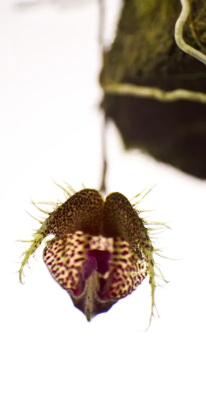 Nombre científico: Scaphosepalum fimbriatum // Clima: cálido a frío