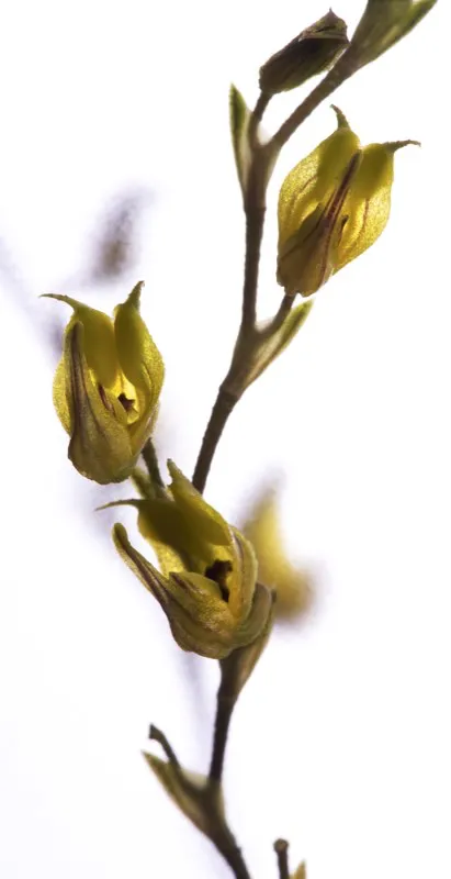 Nombre científico: Scaphosepalum clavellatum // Clima: cálido