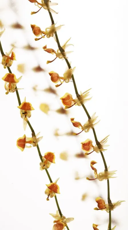 Nombre cientfico: Sigmatostalix eliae  // Clima: medio 