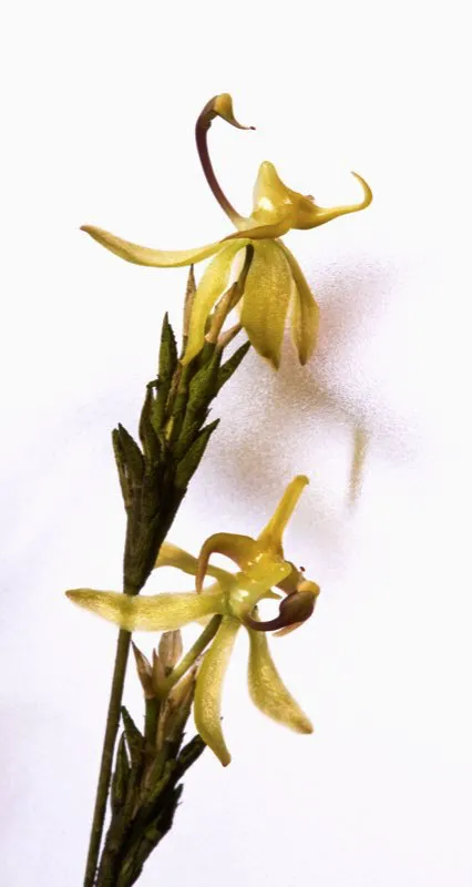 Nombre cientfico: Sigmatostalix arangoi // Clima: medio 