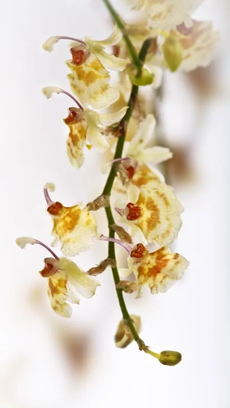 Nombre cientfico: Sigmatostalix picturatissima // Clima: clido, medio 