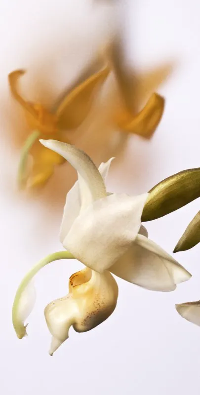 Nombre cientfico: Stanhopea reichenbachiana // Clima: clido 