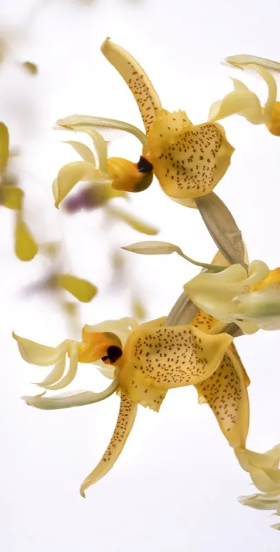 Nombre cientfico: Stanhopea wardii  // Clima: clido, medio 