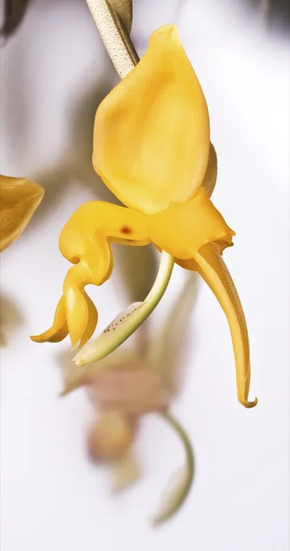 Nombre cientfico: Stanhopea stevensonii // Clima: clido 