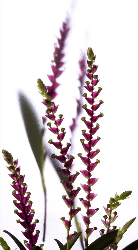 Nombre cientfico: Stelis loxensis // Clima: fro 