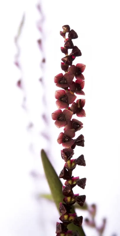 Nombre cientfico: Stelis sp.  
