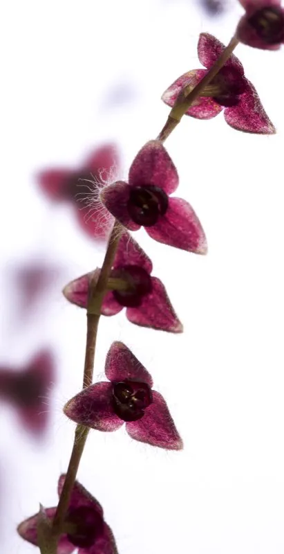Nombre cientfico: Stelis eublepharis // Clima: medio 