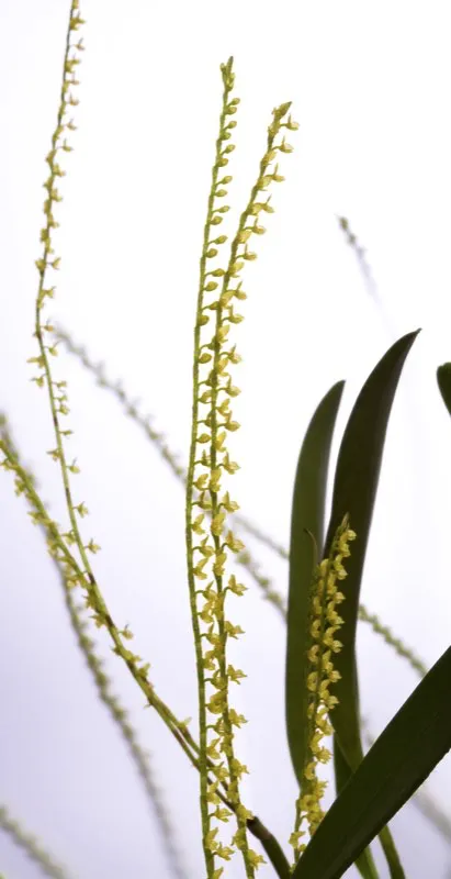 Nombre cientfico: Stelis aprica // Clima: medio, fro 