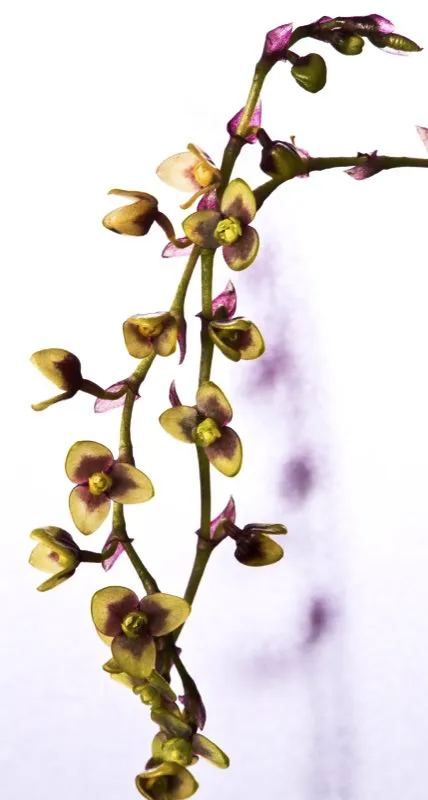 Nombre cientfico: Stelis sp. 