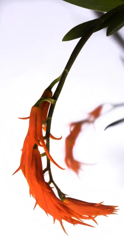 Nombre científico: Ada aurantiaca // Clima: frío