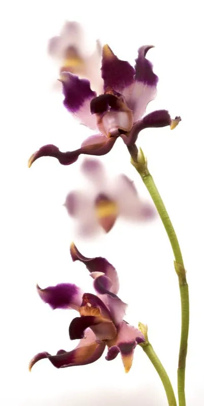 Nombre científico: Bollea coelestis // Clima: cálido, medio