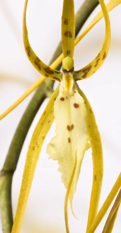 Nombre científico: Brassia lawrenceana // Clima: cálido