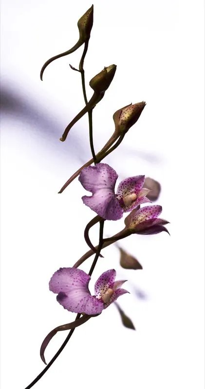Nombre científico: Comparettia macroplectron // Clima: medio, frío