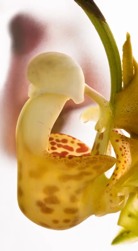 Nombre científico: Coryanthes albertii // Clima: cálido