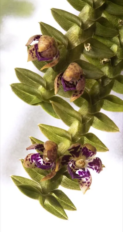 Nombre científico: Dichaea morrisii // Clima: cálido a frío