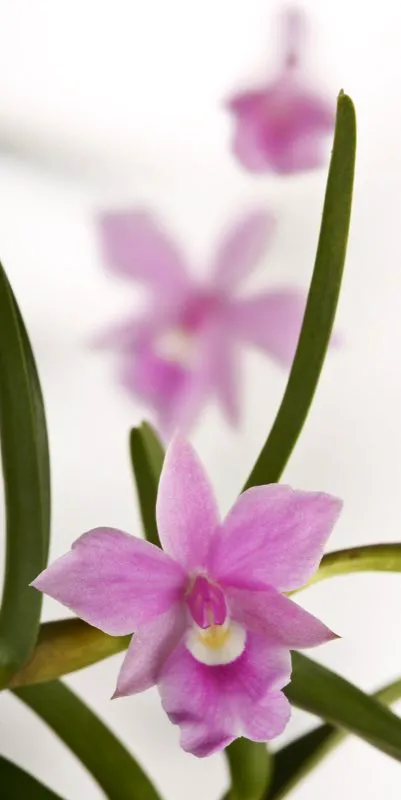 Nombre científico: Dimerandra latipetala // Clima: cálido