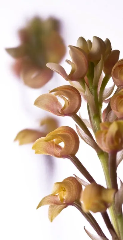 Nombre científico: Govenia fasciata // Clima: medio